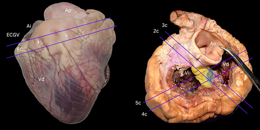 Fig. 3