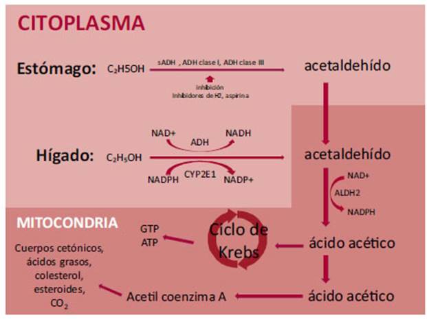 Descripción: Descripción: Descripción: Descripción: Descripción: Descripción: E:\rac\v91n1\web\img\a9fig2.jpg